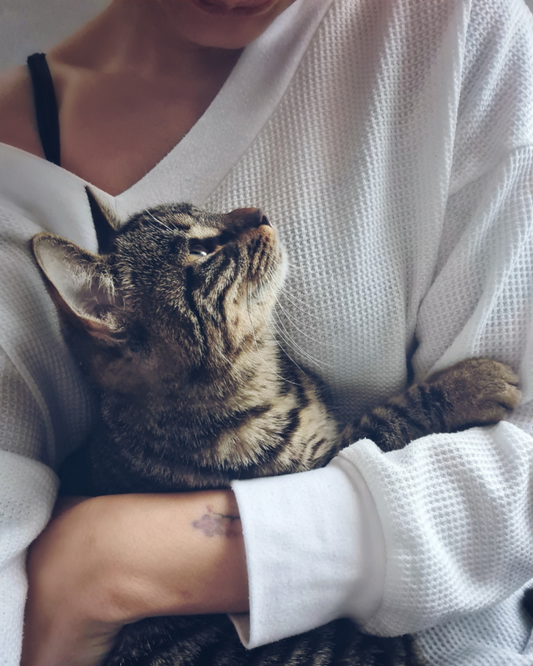 Pourquoi mon chat me lèche-t-il ?